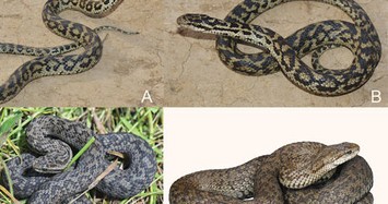 Biết gì về loài rắn độc mới phát hiện ở Trung Quốc? 