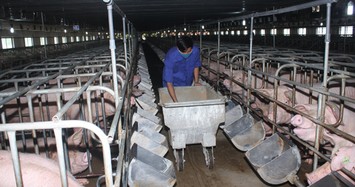 DATC đấu giá cả lô một doanh nghiệp chăn nuôi với giá hơn 20 tỷ