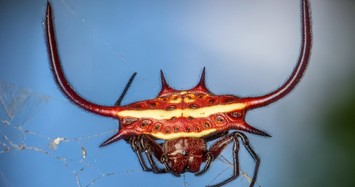 Đây là những loài nhện kỳ dị nhất hành tinh 