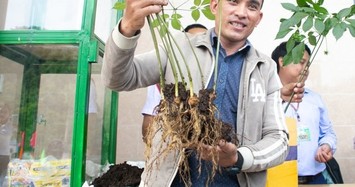 Xuất hiện cây sâm “khủng” 20 năm tuổi giá gần tỷ đồng tại lễ hội sâm Ngọc Linh Quảng Nam
