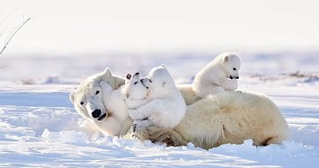 Video dễ thương của anh em gấu Bắc Cực sinh 3