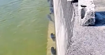 Video: Thú vị cảnh đàn cá xếp hàng dọc bơi thẳng tắp