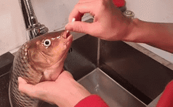 Video: Hoang mang ngoáy nước bọt cho cá trước khi chế biến