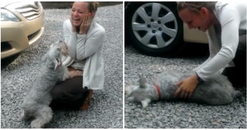 Video: Thú vị chó cưng ngất xỉu vì mừng cô chủ trở về