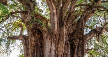 Video: Phép màu tự nhiên của 5 “siêu cây” lớn nhất thế giới 