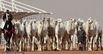 Video: Độc lạ spa chăm sóc sắc đẹp cho lạc đà ở Arabia Saudi