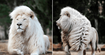 Video: Sư tử trắng hiếm hoi xuất hiện ở Nam Phi đẹp cỡ nào?