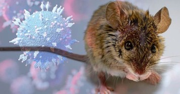 Video: Biến thể Omicron có thể đã lây lan từ chuột sang người