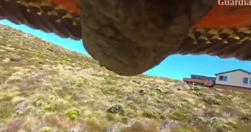 Video: Thú vị chú vẹt tự quay cảnh đào thoát của chính mình