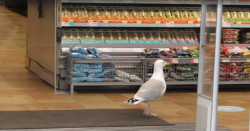 Video: Thú vị mòng biển thản nhiên vào siêu thị lấy trộm đồ