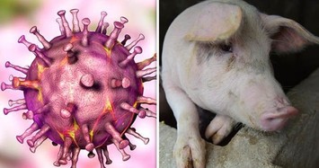 Video: Cảnh báo siêu vi khuẩn kháng kháng sinh từ lợn lây sang người