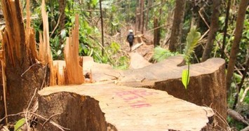 Để mất trắng hàng trăm ha rừng, Công ty Hoàng Ba bị thu hồi dự án