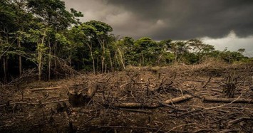 Hơn 23 ha rừng 'bốc hơi' sau khi giao cho Công ty Song Hải Long làm dự án trồng rừng