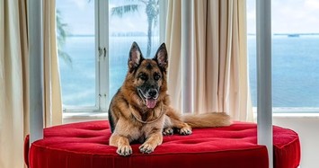Gia tộc chó giàu nhất thế giới rao bán dinh thự 32 triệu USD 