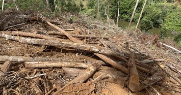 Chủ tịch UBND tỉnh Lâm Đồng yêu cầu kiểm điểm người đứng đầu vụ 1,9 ha rừng bị phá