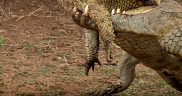 Ớn lạnh khoảnh khắc cá sấu ăn thịt đồng loại ở Nam Phi