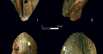 Cận cảnh tượng gỗ lâu đời nhất thế giới gần 12.000 năm tuổi