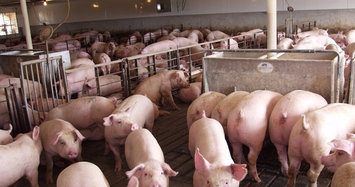 Một công ty chăn nuôi lợn ở Đồng Nai ước vượt 165% kế hoạch lợi nhuận năm nay