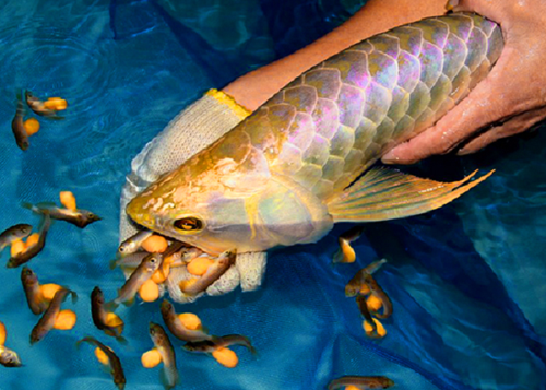 Kinh ngạc loài cá có giá lên đến cả tỷ đồng - Vietnam Daily