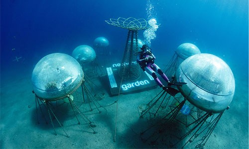 Cận cảnh vườn rau Nemo dưới đáy biển đầu tiên trên thế giới
