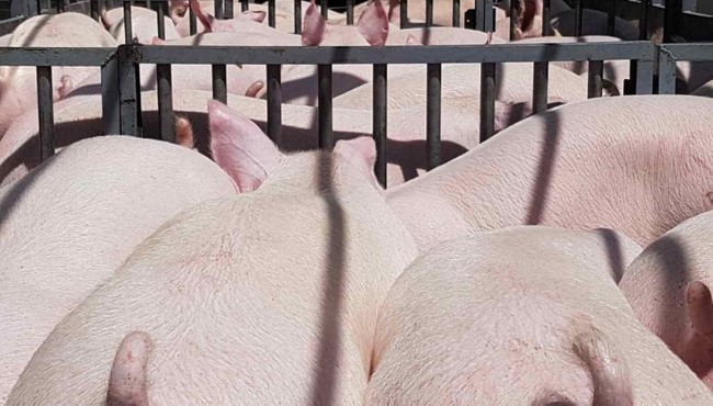 Những đại gia Việt kiếm bộn tiền nhờ nuôi lợn
