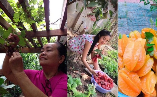 Nhà ở quê ngập cây trái của bố mẹ các sao Việt 