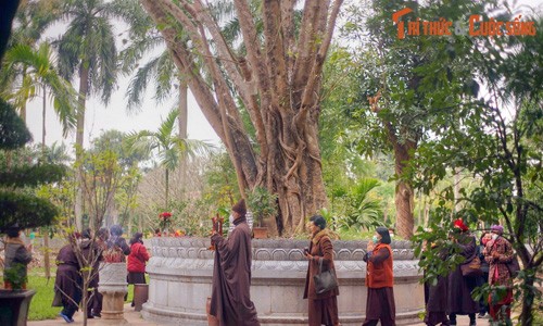 Nguồn gốc đặc biệt của cây bồ đề ở chùa Một Cột