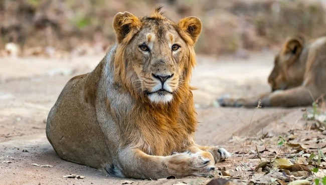 Điểm khác biệt lớn của loài sư tử sống ở châu Á