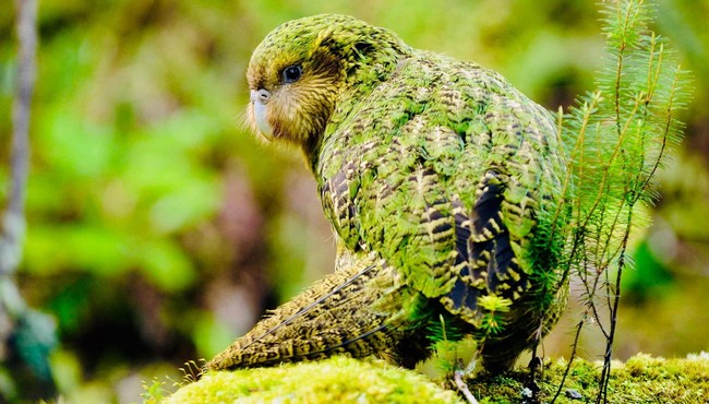 Vẻ đẹp của loài vẹt khổng lồ quý hiếm nhất thế giới