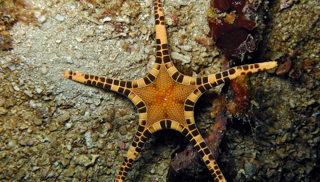 Chùm ảnh các loài sao biển kỳ lạ nhất quả đất