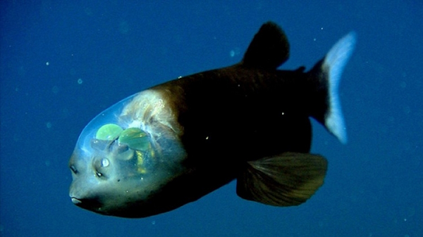 Những sinh vật kỳ lạ dưới biển được phát hiện trong năm 2021