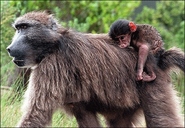 Video: Ấn tượng khoảnh khắc mẹ cõng con trong thế giới động vật