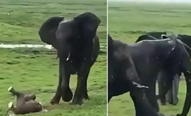 Video: Tận mục voi mẹ sinh con trong tư thế đứng giữa đồng cỏ 