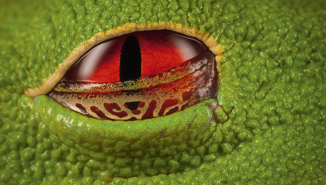 Kinh ngạc những đôi mắt đẹp nhất trong vương quốc động vật