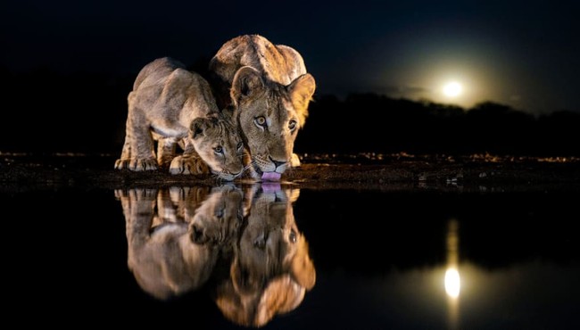 10 bức ảnh động vật hoang dã cực huyền ảo ở Nam Phi 