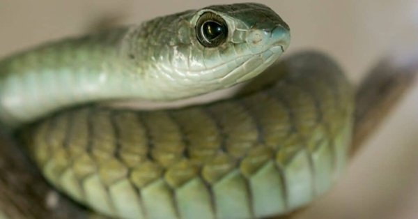 Cảnh báo 6 loài rắn độc gây tử vong chỉ trong vài phút