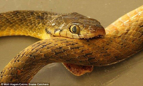 Vì sao rắn tự ăn thịt chính mình? 