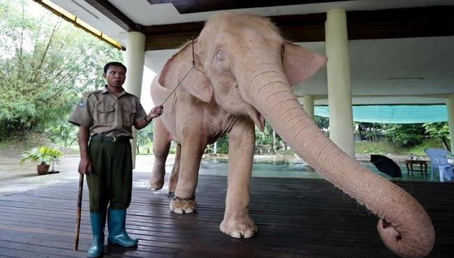 Vì sao voi trắng được người dân Myanmar chọn làm linh vật tượng trưng cho thịnh vượng, may mắn?