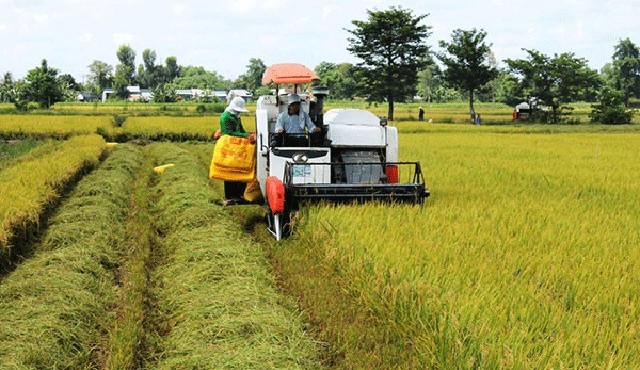 Giá gạo tăng, hé lộ 3 doanh nghiệp niêm yết hưởng lợi lớn