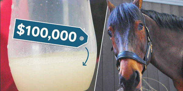 Vì sao chất lỏng trong cơ thể ngựa có giá hàng trăm tỉ đồng/lít?
