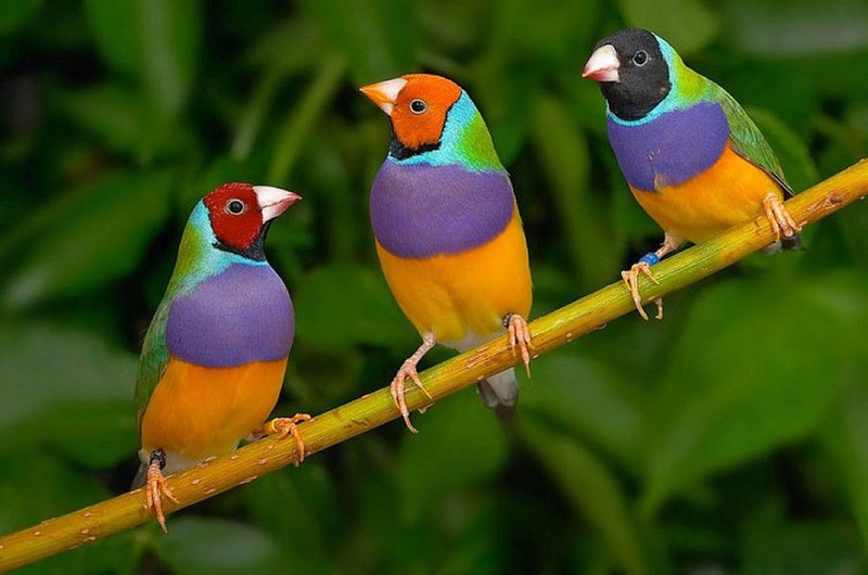 Chim Ngũ Sắc – Nguồn gốc & Đặc điểm nhận dạng của chim Ngũ Sắc !